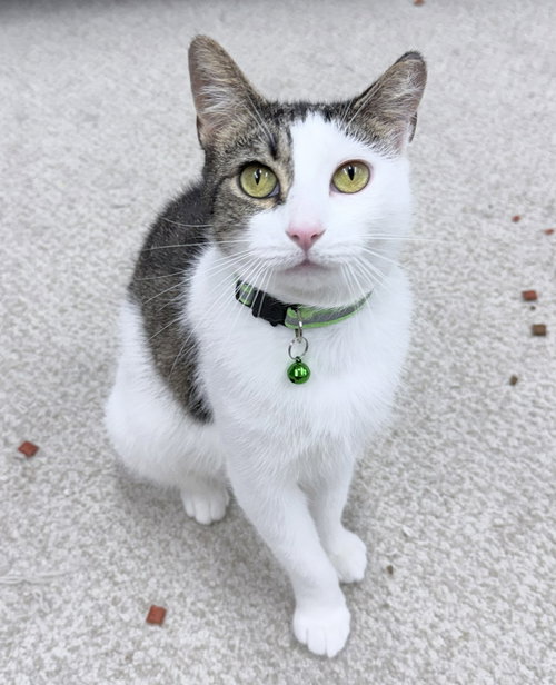 Evi 1 year AVAILABLE 6/24, Domestic Short Hair / Mixed, cat for adoption in Waltham, Massachusetts