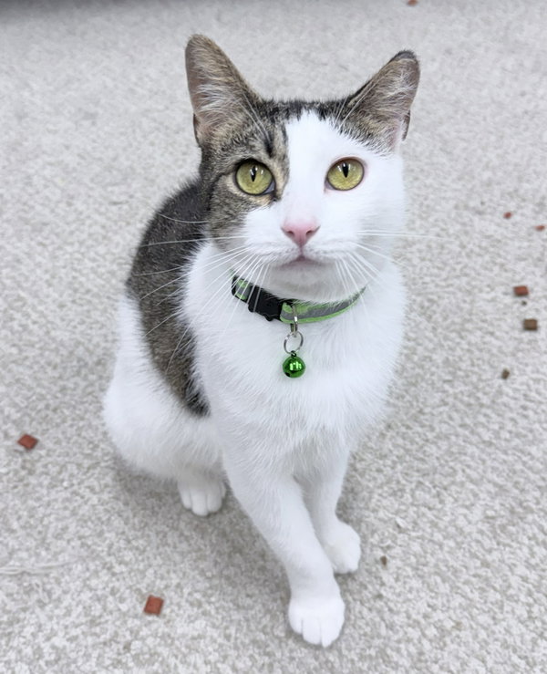 Evi 1 year AVAILABLE 6/24
