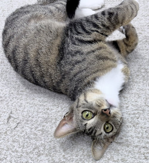 Jori 1 year female AVAILABLE 6/24, Domestic Short Hair / Mixed, cat for adoption in Waltham, Massachusetts