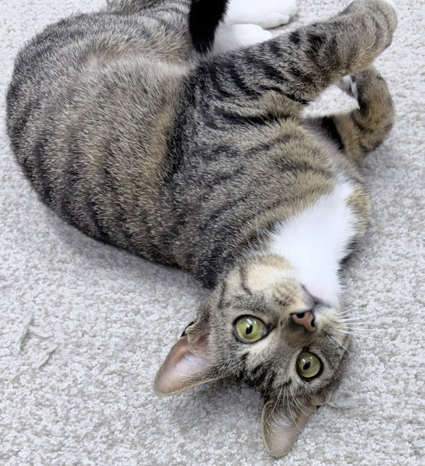 Jori 1 year female AVAILABLE 6/24