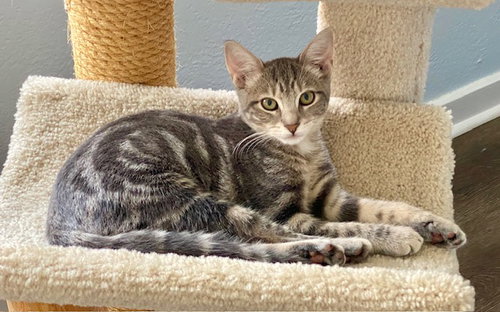 Paisley 1 year AVAILABLE 6/24, Domestic Short Hair / Mixed, cat for adoption in Waltham, Massachusetts