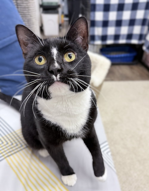 Pawson 1 year male AVAILABLE 6/24, Domestic Short Hair / Mixed, cat for adoption in Waltham, Massachusetts