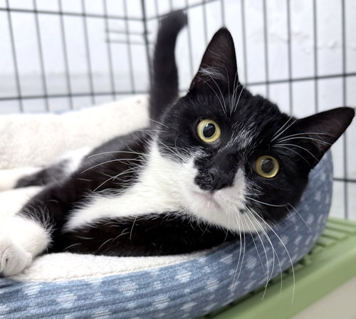 Sorry 6 months female AVAILABLE 6/24, Domestic Short Hair / Mixed, cat for adoption in Waltham, Massachusetts