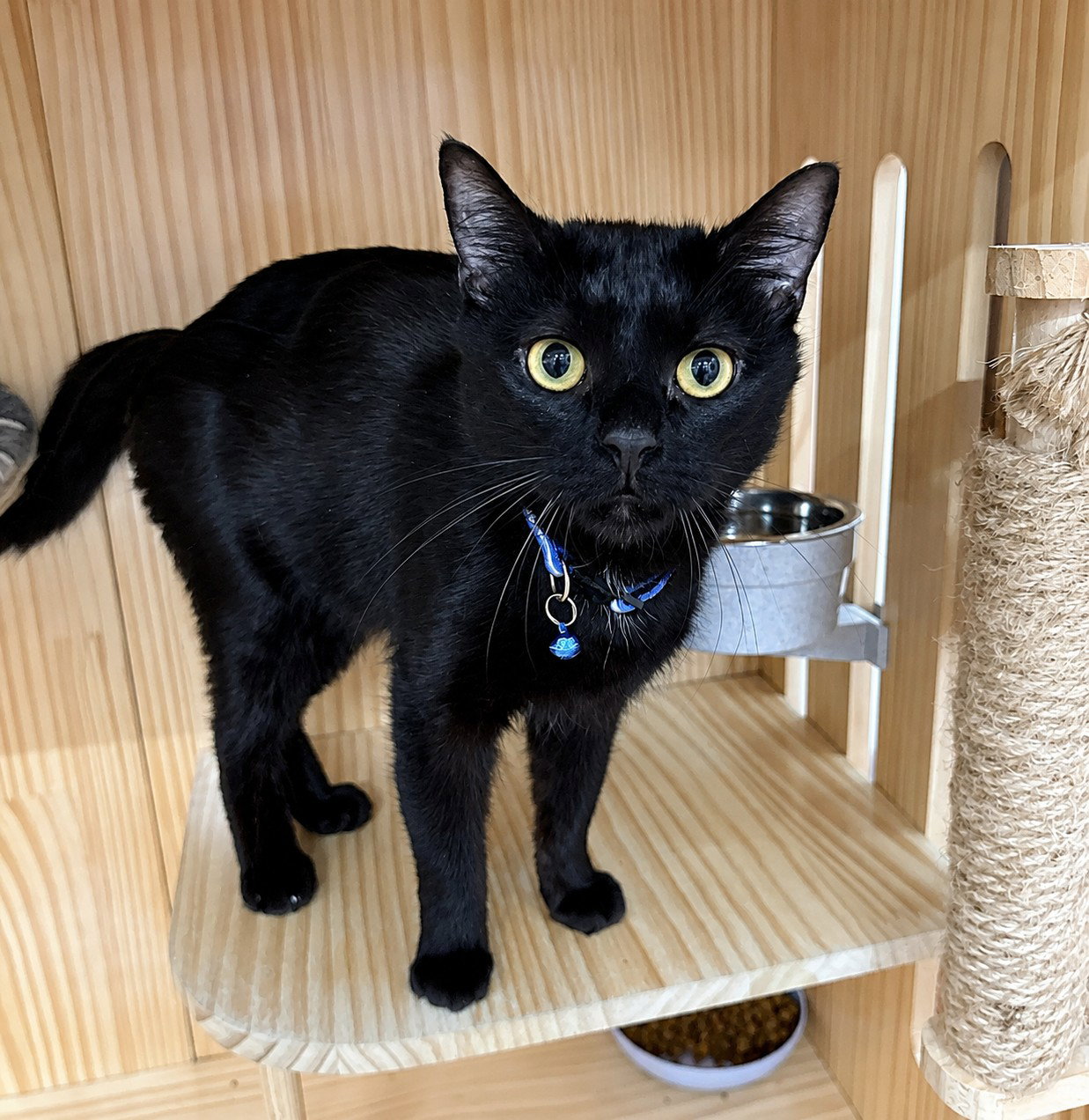 Sunday 1 year female AVAILABLE 6/24
