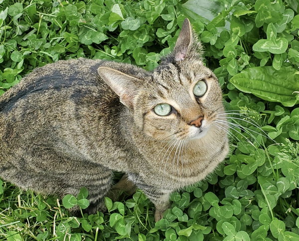 Clove 2 years female AVAILABLE 6/24