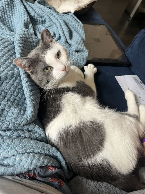 Dusty 2 years male AVAILABLE 6/24, Domestic Short Hair / Mixed, cat for adoption in Waltham, Massachusetts