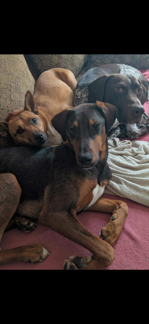 Rye- Courtesy Post Not At Our Shelter Info On Pic photo 2