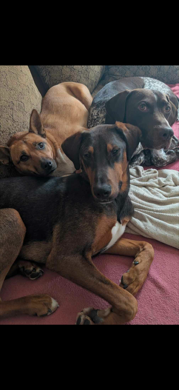 Rye- COURTESY POST NOT AT OUR SHELTER INFO ON PIC