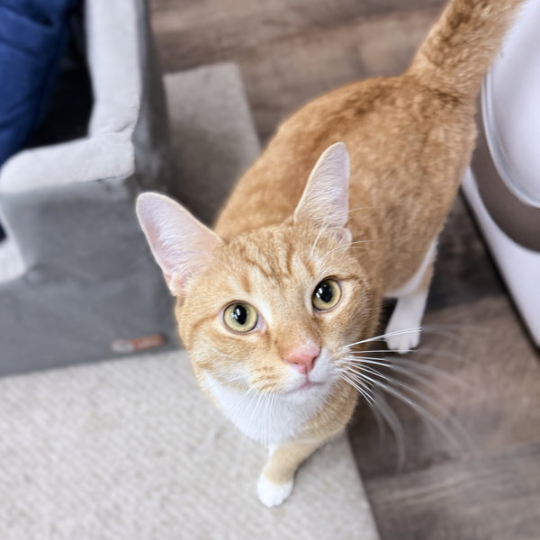Averin 3 years male AVAILABLE 6/24