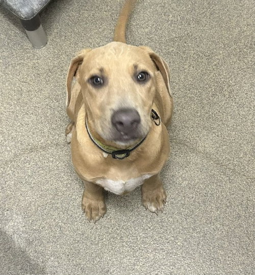 Kale 3 months male AVAILABLE 7/1, an adoptable Black Mouth Cur in Sterling, MA