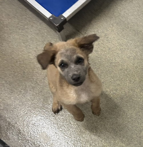 Curly 2 months male AVAILABLE 7/1, an adoptable Unknown breed in Sterling, MA