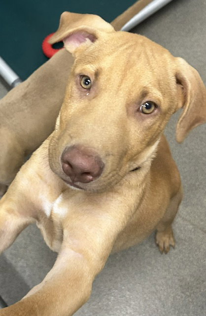 Sage 3 months male AVAILABLE 7/1, an adoptable Black Mouth Cur in Sterling, MA