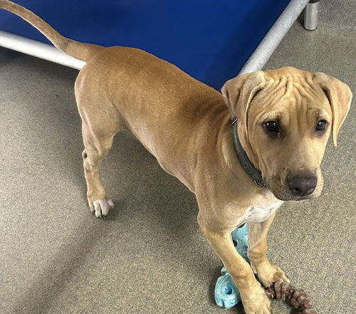 Birch 3 months male AVAILABLE 7/1, an adoptable Black Mouth Cur in Sterling, MA
