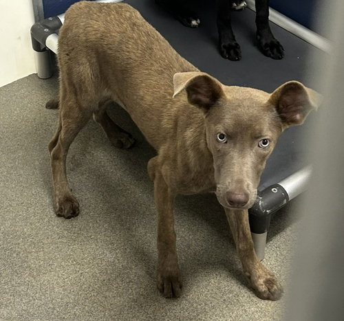 Barley 5 months female AVAILABLE 7/1, an adoptable Unknown breed in Sterling, MA