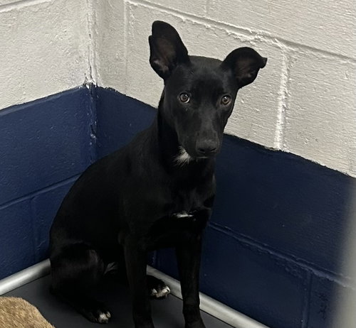 Lorraine 5 months female AVAILABLE 7/1, an adoptable Unknown breed in Sterling, MA