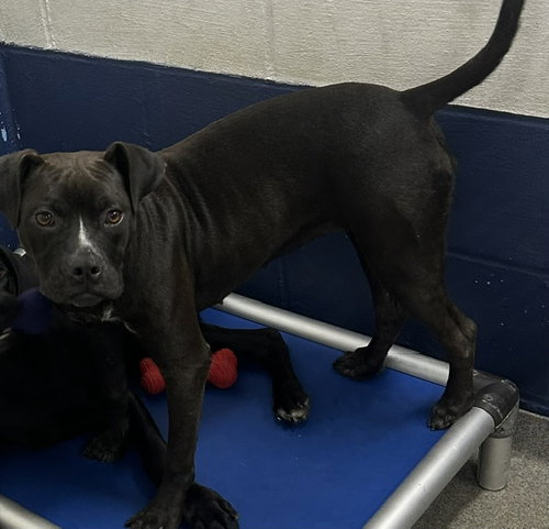 Cajun 5 months female AVAILABLE 7/1, an adoptable Boxer in Sterling, MA