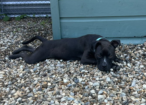 Cajun 5 Months Female Available 7/1