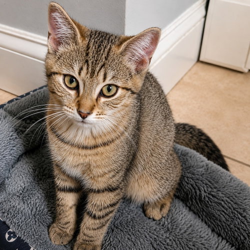 Theodore - 5 Months ( Avail 7 /15)