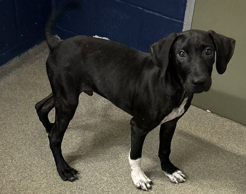 Kayce 3 months male