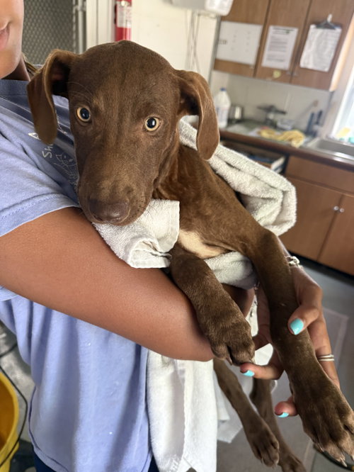 Chase 3 Months Ava 7/15