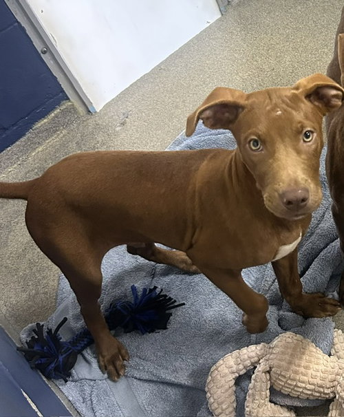 RIPP 3 MONTHS MALE - Labrador Retriever for adoption in Nashua
