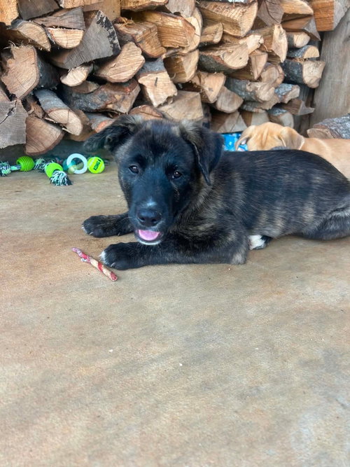 Hooch 3 Months Ava 7/15