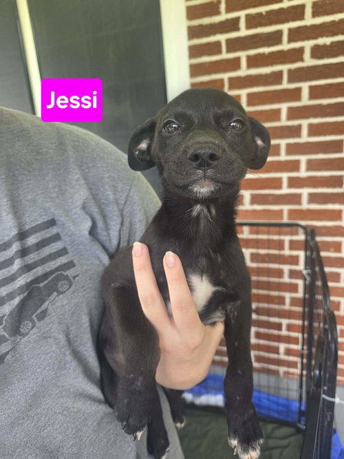 Jessi