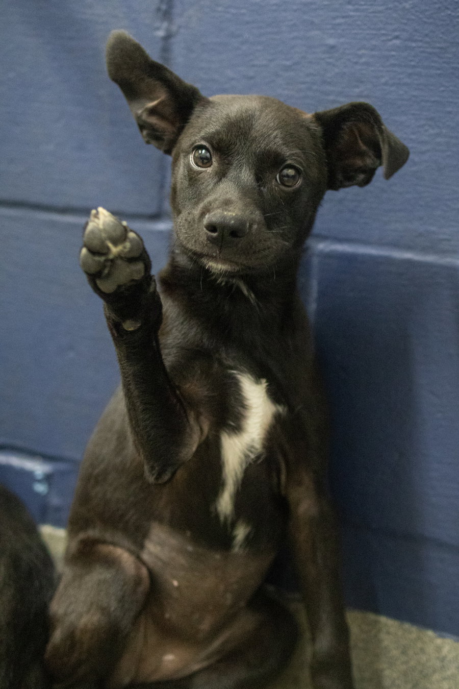 Jessi - 10 Weeks female