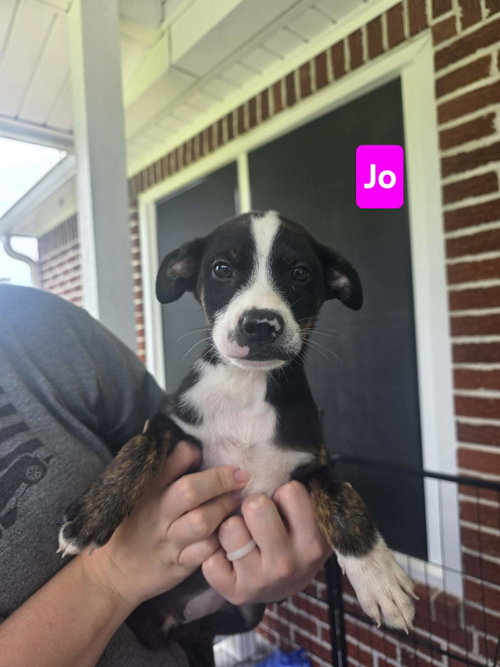 Jo