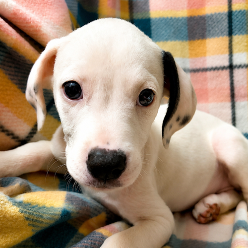 Leigh 2 months AVAILABLE 7/24, an adoptable Boxer in Sterling, MA