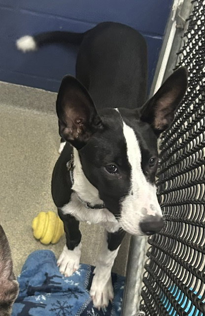 Iris 4 months AVAILABLE 7/24