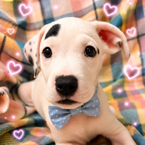Peanut 2 months male AVAILABLE 7/24, an adoptable Boxer in Sterling, MA
