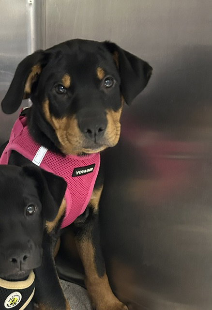 Stewie 12 weeks male, an adoptable Rottweiler in Sterling, MA