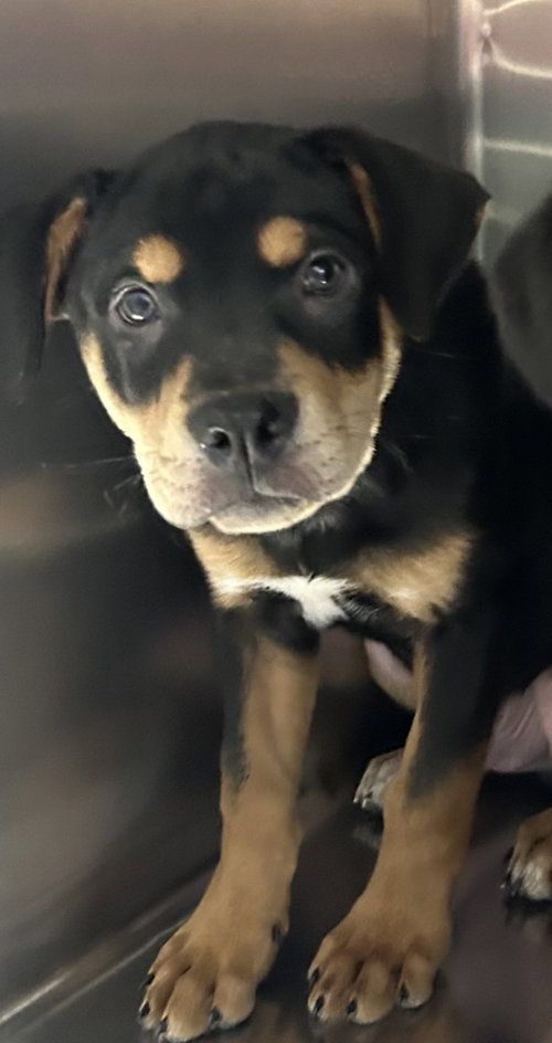 Russel 12 weeks male, an adoptable Rottweiler in Sterling, MA