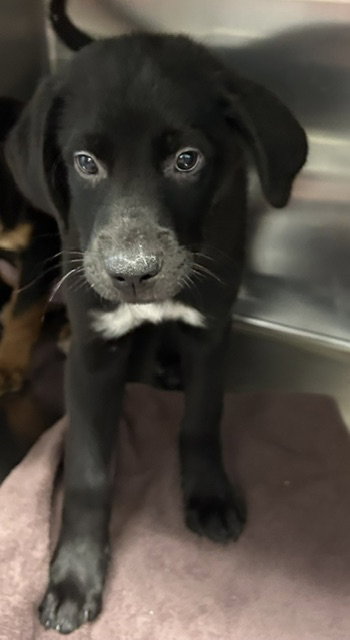 Rocky 12 weeks Male, an adoptable Rottweiler in Sterling, MA