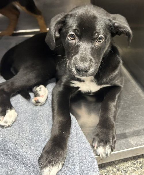 Frankie 12 weeks Female, an adoptable Rottweiler in Sterling, MA