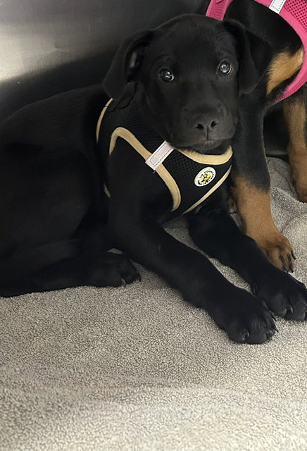 Bear 12 week female, an adoptable Rottweiler in Sterling, MA
