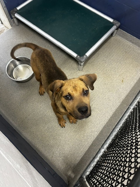 Smiley male 6 months AVAILABLE 8/5