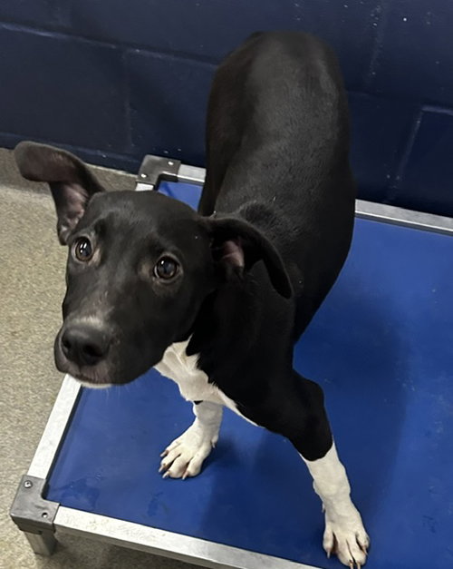 Mary 4 months AVAILABLE 8/5