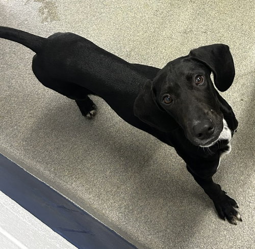 Bubba 4 months AVAILABLE 8/5