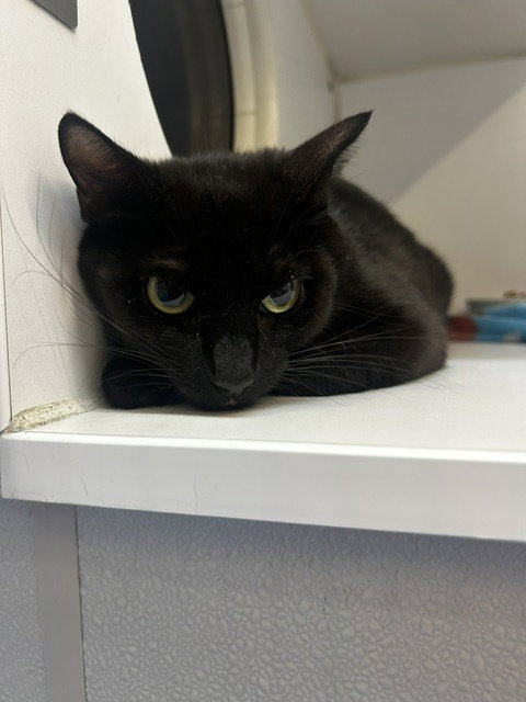 picture of the cat needing adoption