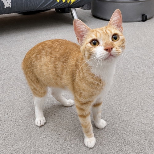 picture of the cat needing adoption