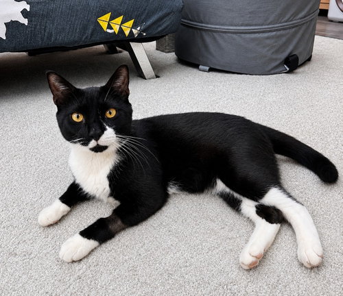 picture of the cat needing adoption