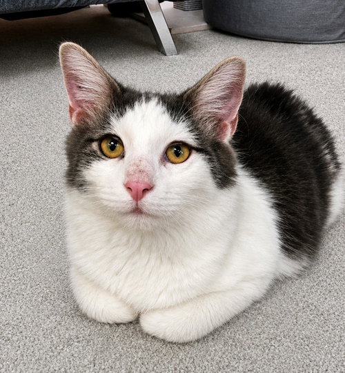 picture of the cat needing adoption