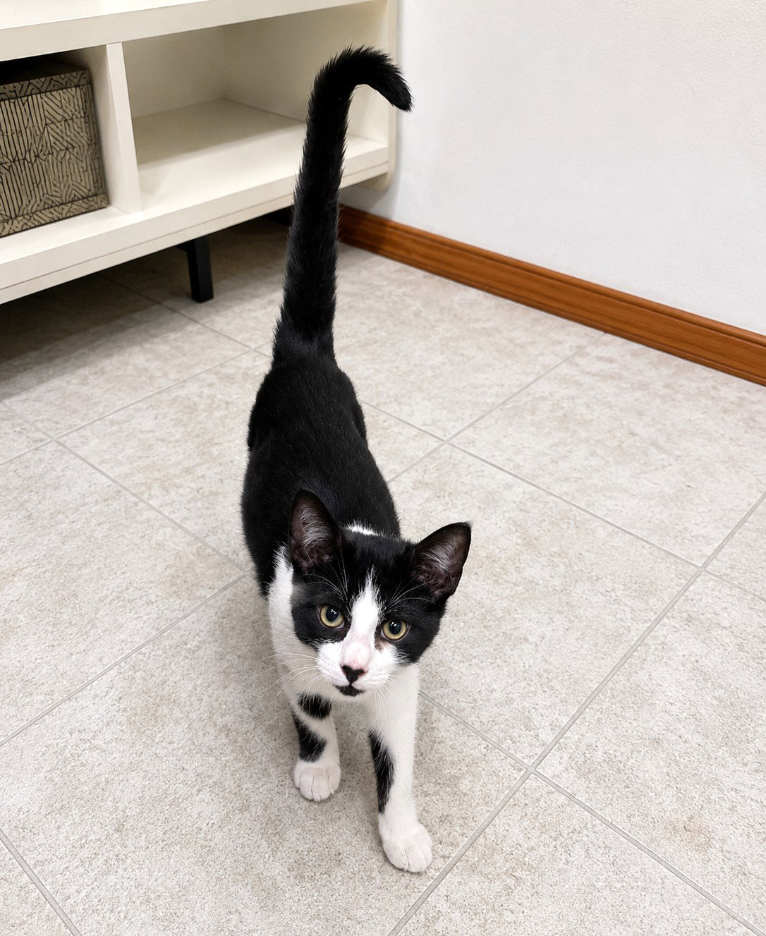 Moo 4 month male