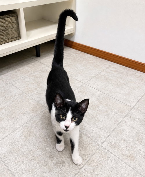 picture of the cat needing adoption