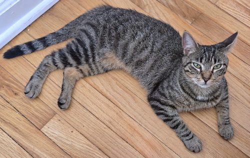 picture of the cat needing adoption