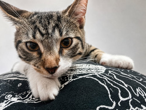 picture of the cat needing adoption