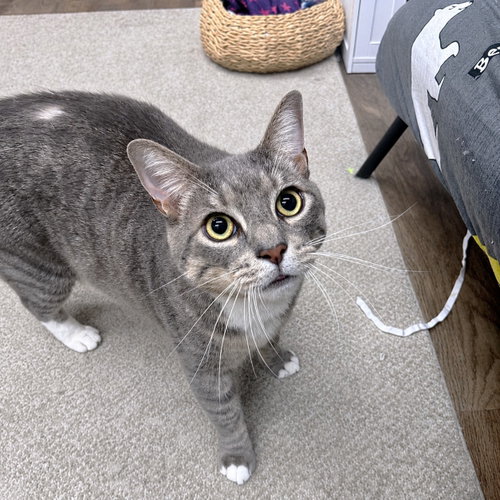 picture of the cat needing adoption