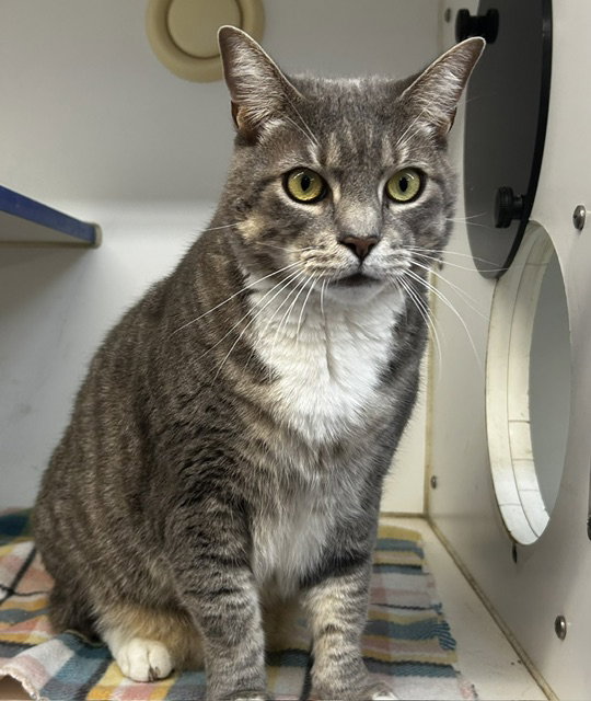 Skeeter 5 Yr Male